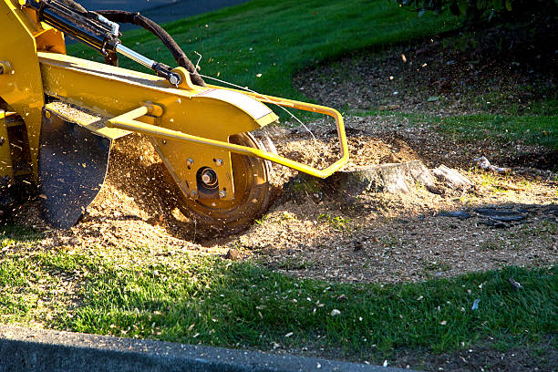 Grass Overseeding in Southern Pines, NC