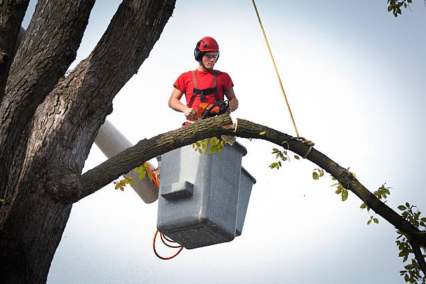 Best Utility Line Clearance  in Southern Pines, NC