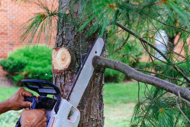 How Our Tree Care Process Works  in  Southern Pines, NC